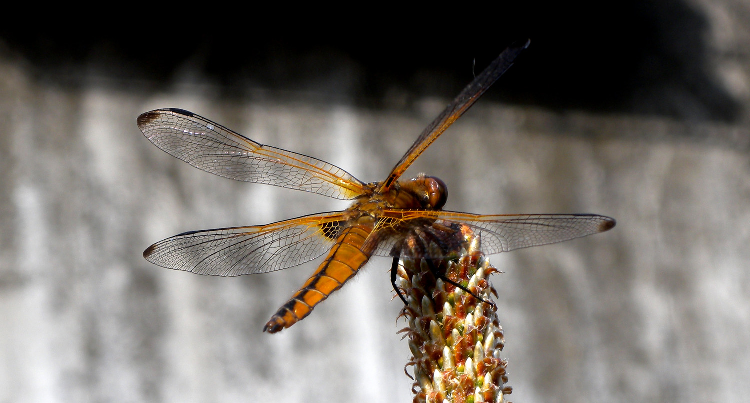 Libellula fulva ?