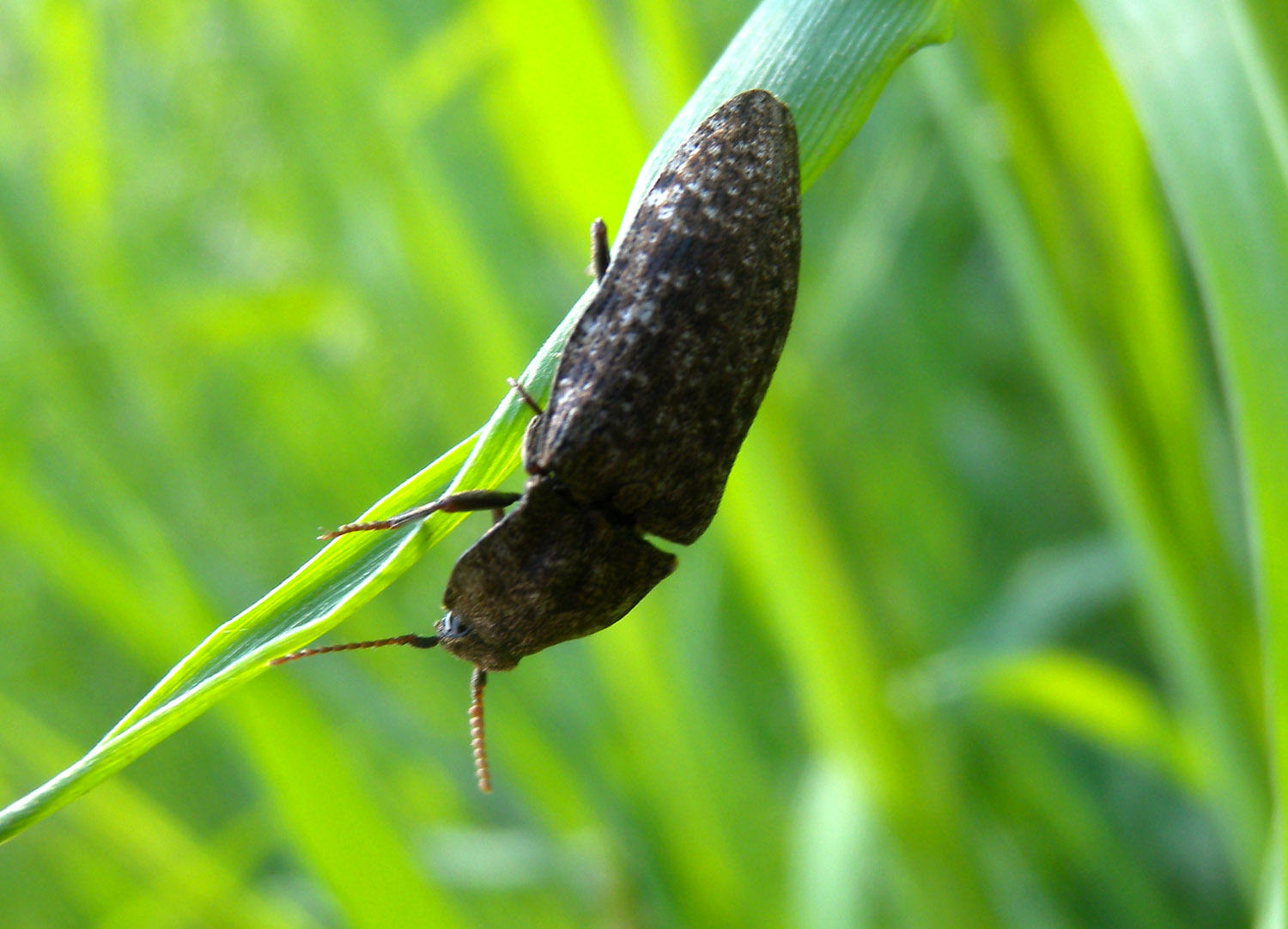Elateridae : Agrypnus murinus