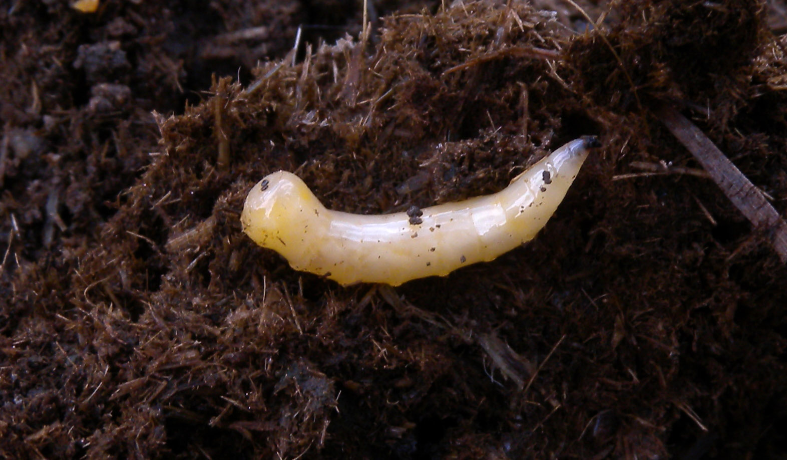 Larva nel letame