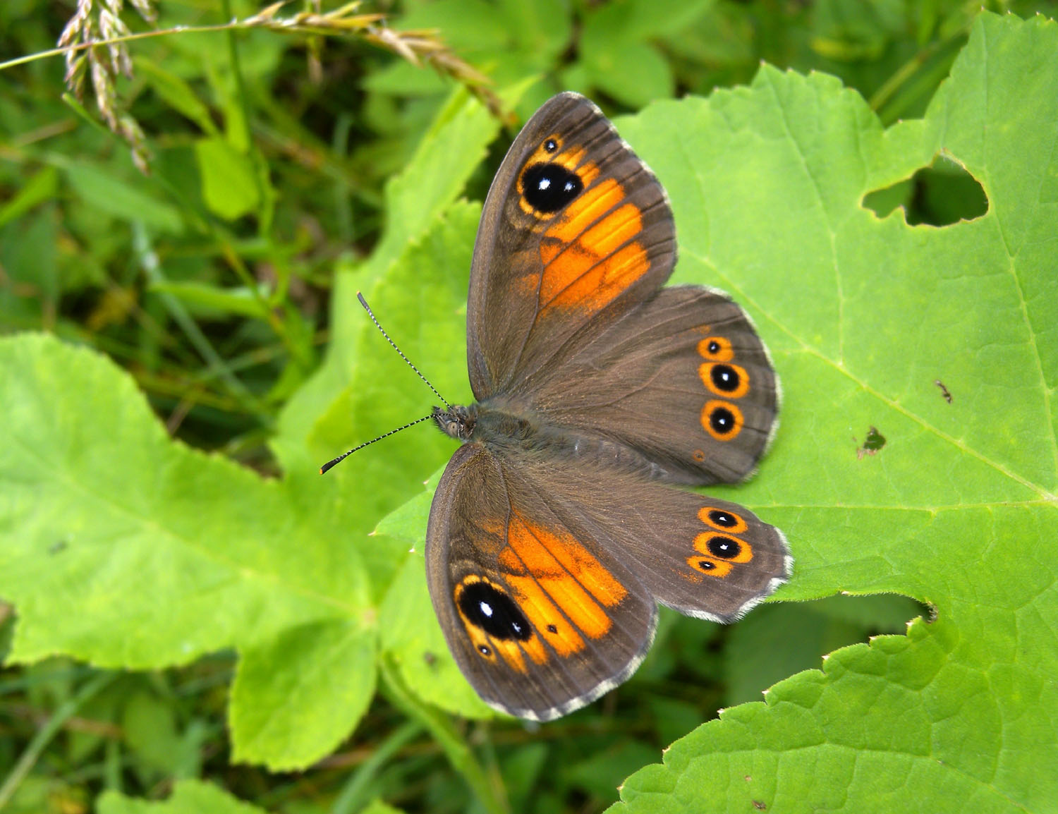 Lasiommata maera