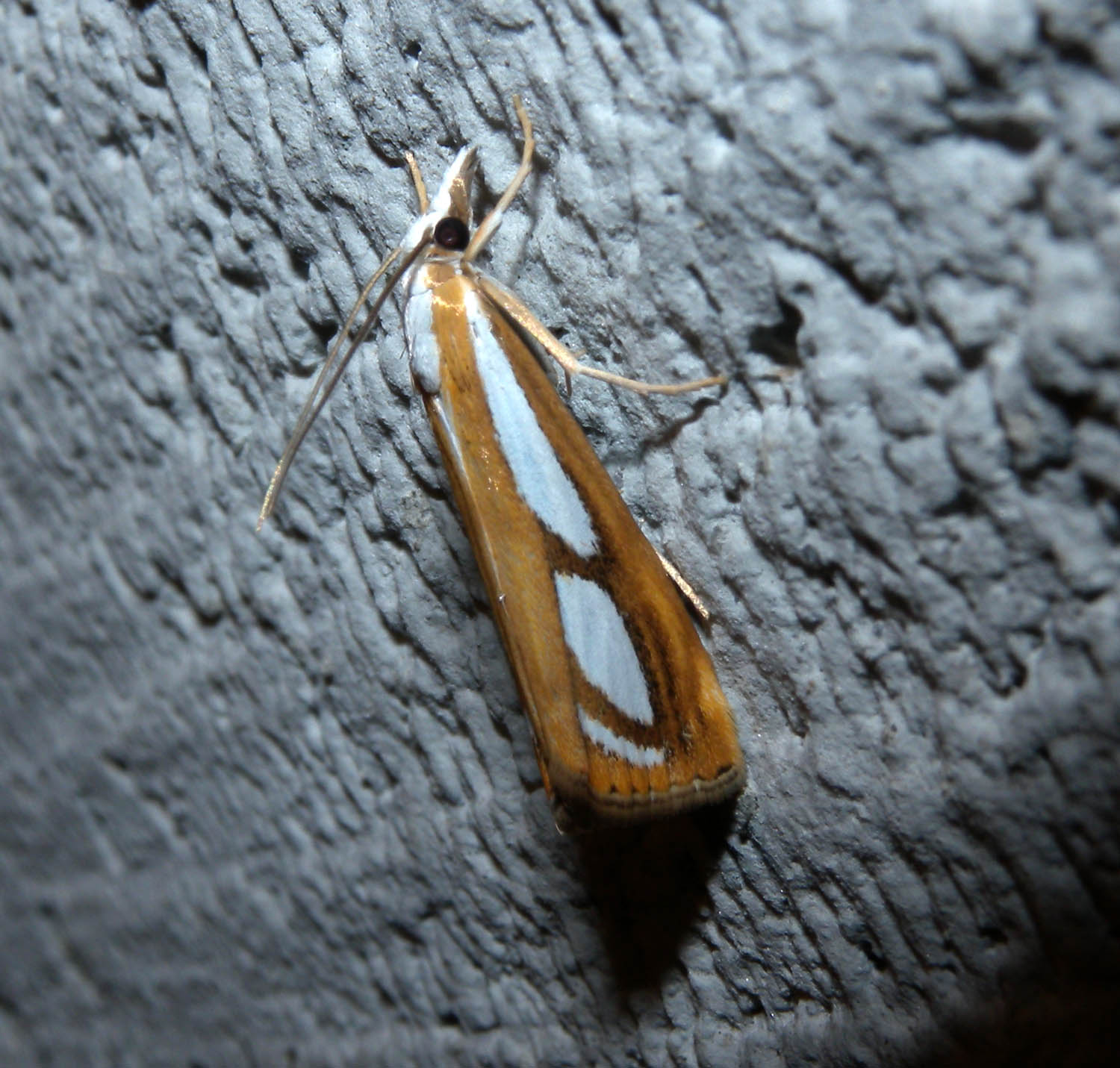 Catoptria ?