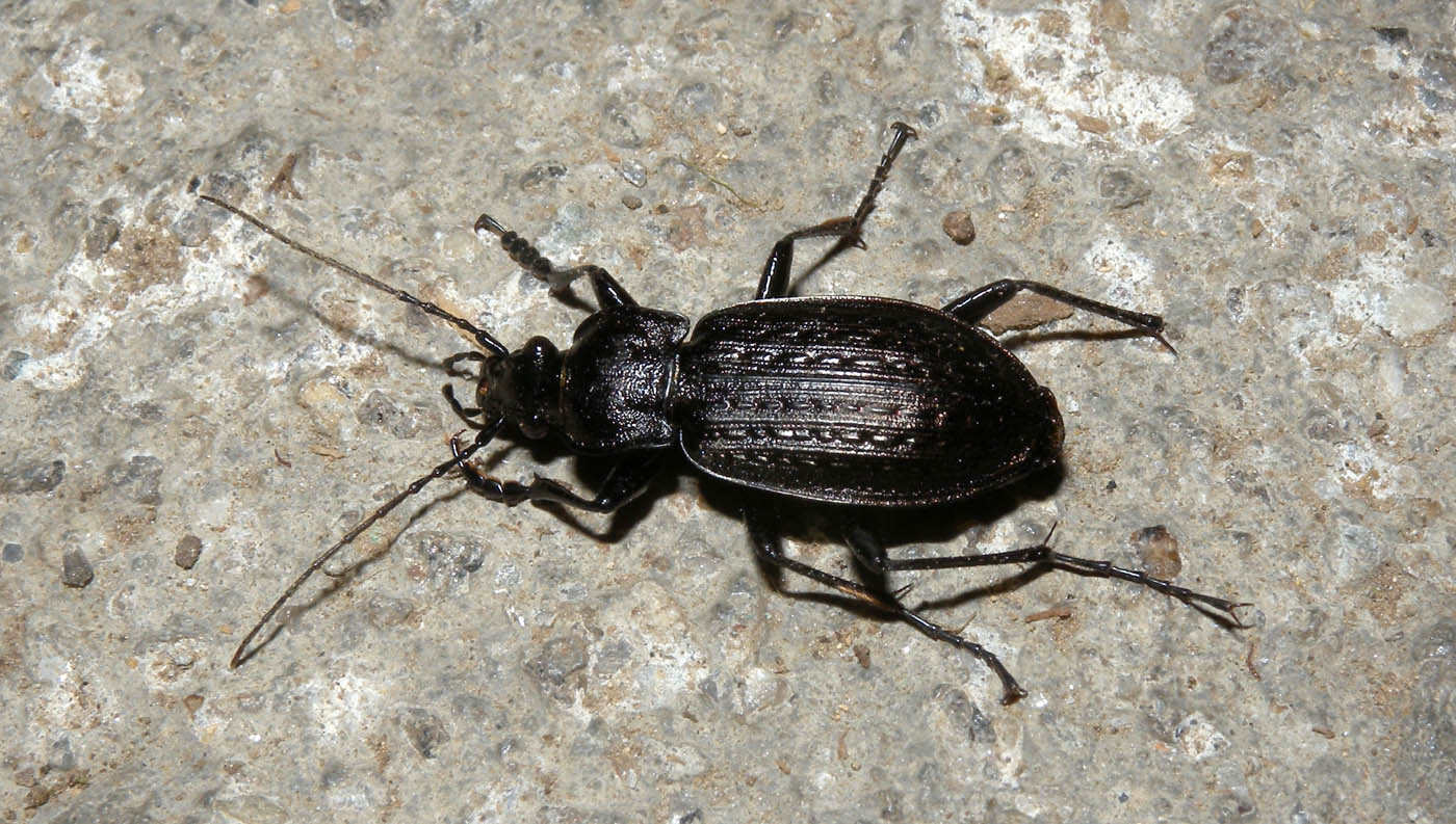 Carabus granulatus