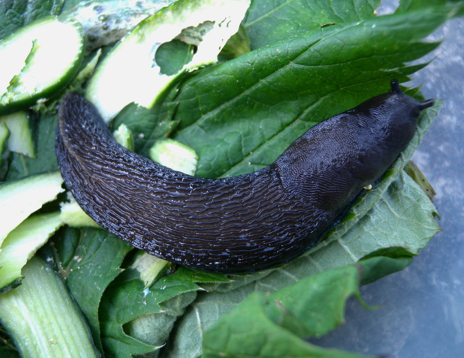 Limax alpinus da Macugnaga (VC)