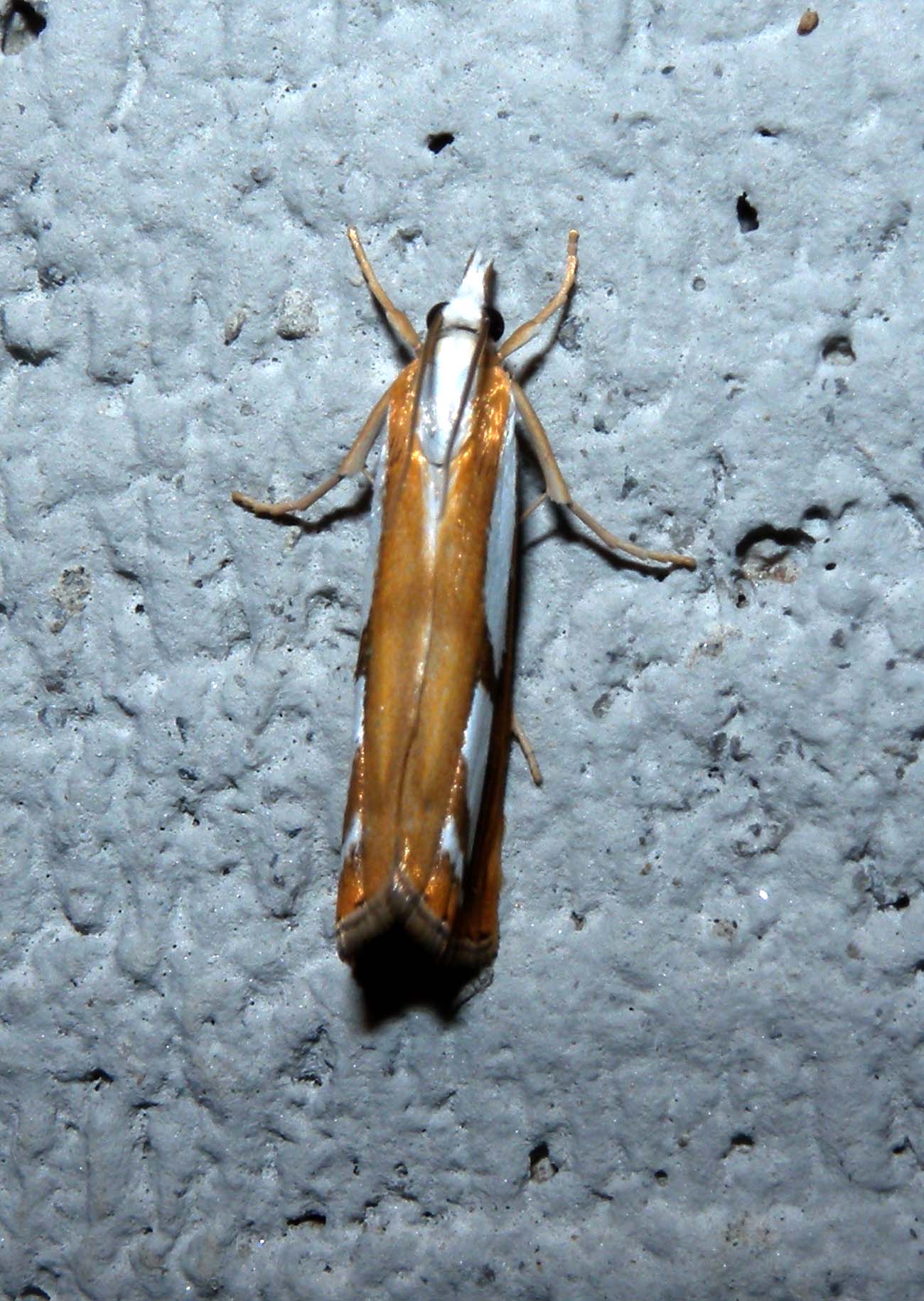 Catoptria ?