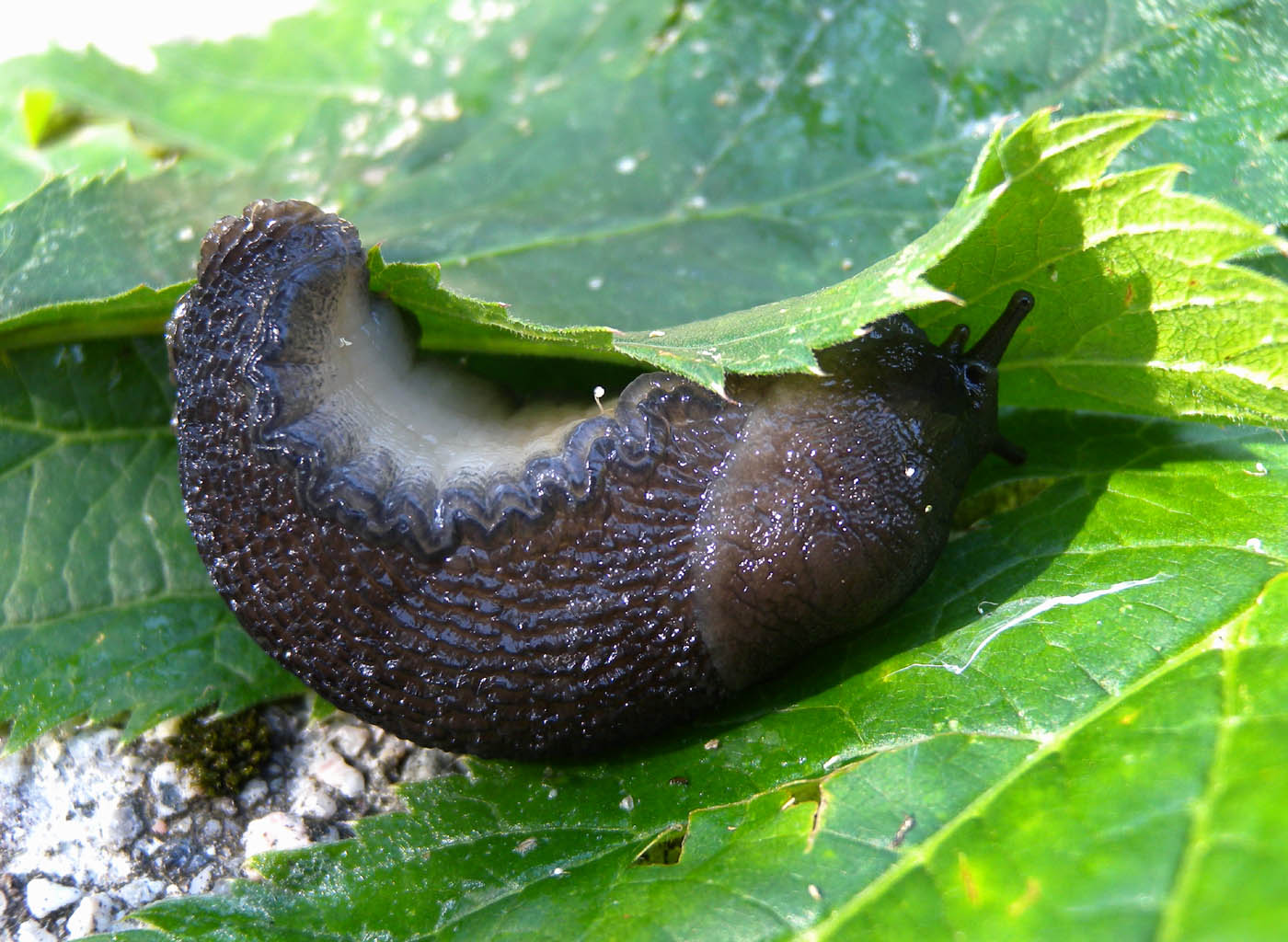 Limax alpinus da Macugnaga (VC)