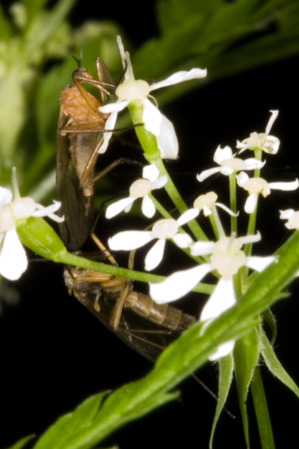 In una faggeta Empis (Xanthempis) stercorea (Empididae)