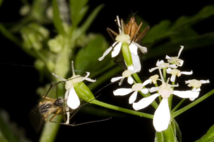 In una faggeta Empis (Xanthempis) stercorea (Empididae)