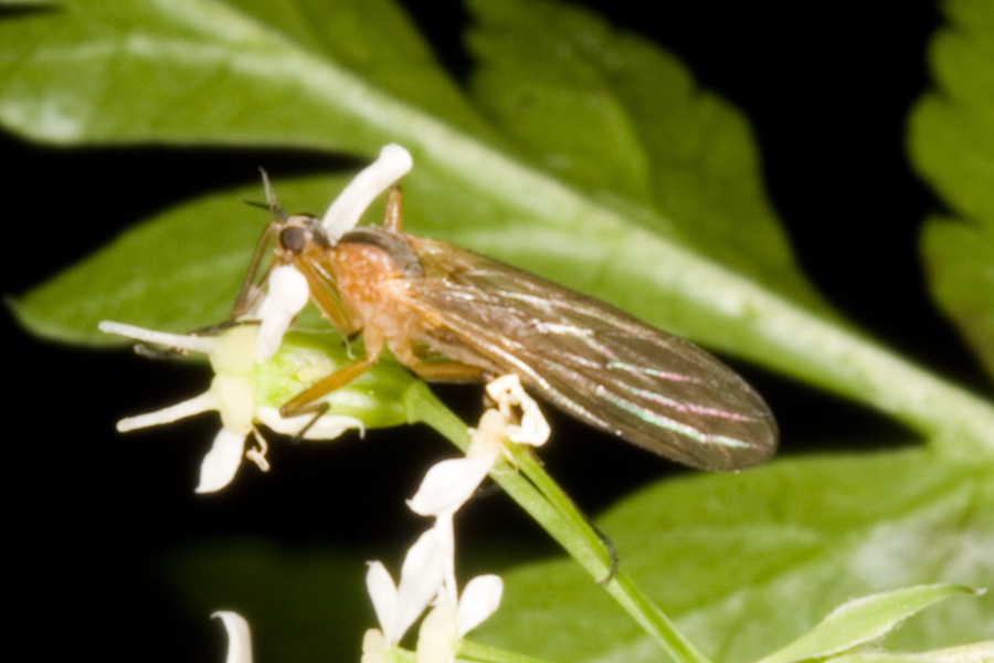 In una faggeta Empis (Xanthempis) stercorea (Empididae)