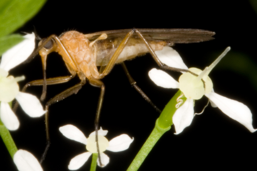 In una faggeta Empis (Xanthempis) stercorea (Empididae)