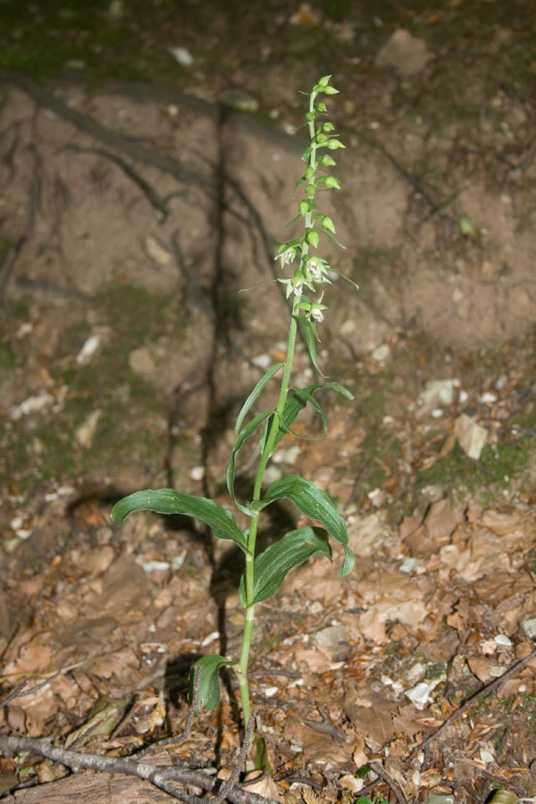 Epipactis dal Monte Catria