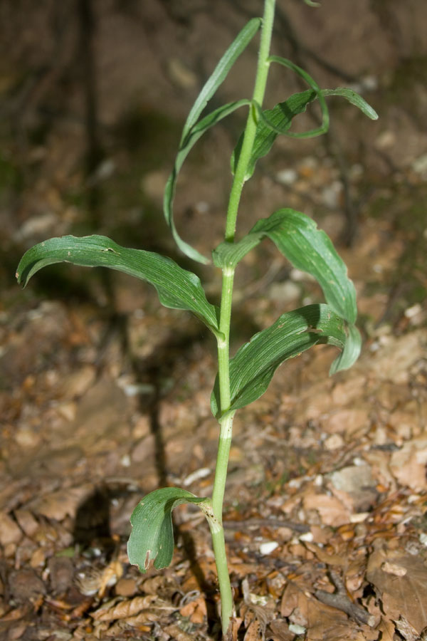 Epipactis dal Monte Catria