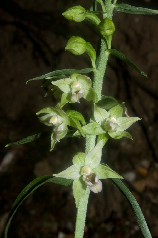 Epipactis dal Monte Catria