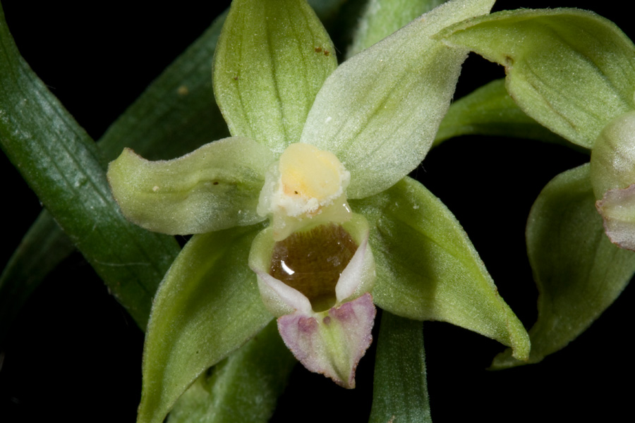 Epipactis dal Monte Catria