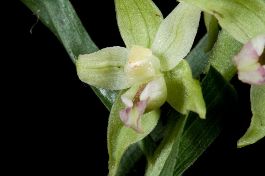 Epipactis dal Monte Catria