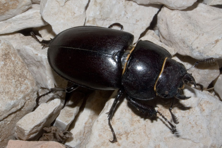 Lucanus tetraodon