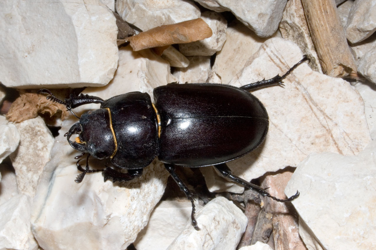 Lucanus tetraodon