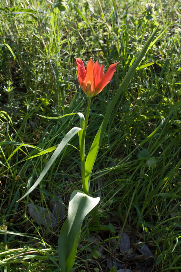 Tulipa clusiana, agenensis o altro?