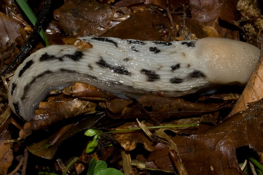 Limax aldrovandi Moquin-Tandon 1855 del Monte Catria (PU)