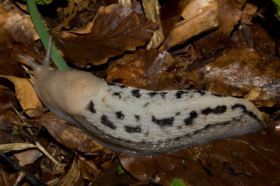 Limax aldrovandi Moquin-Tandon 1855 del Monte Catria (PU)
