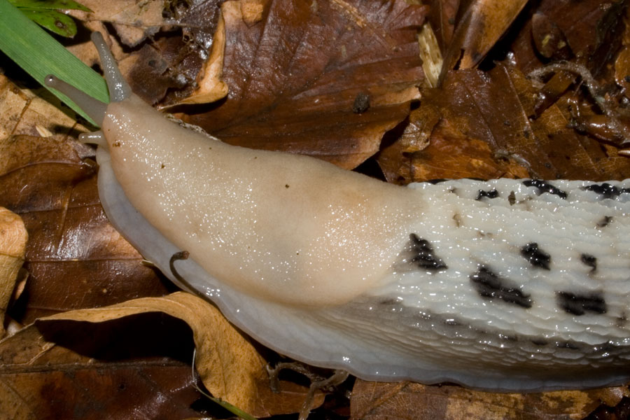 Limax aldrovandi Moquin-Tandon 1855 del Monte Catria (PU)