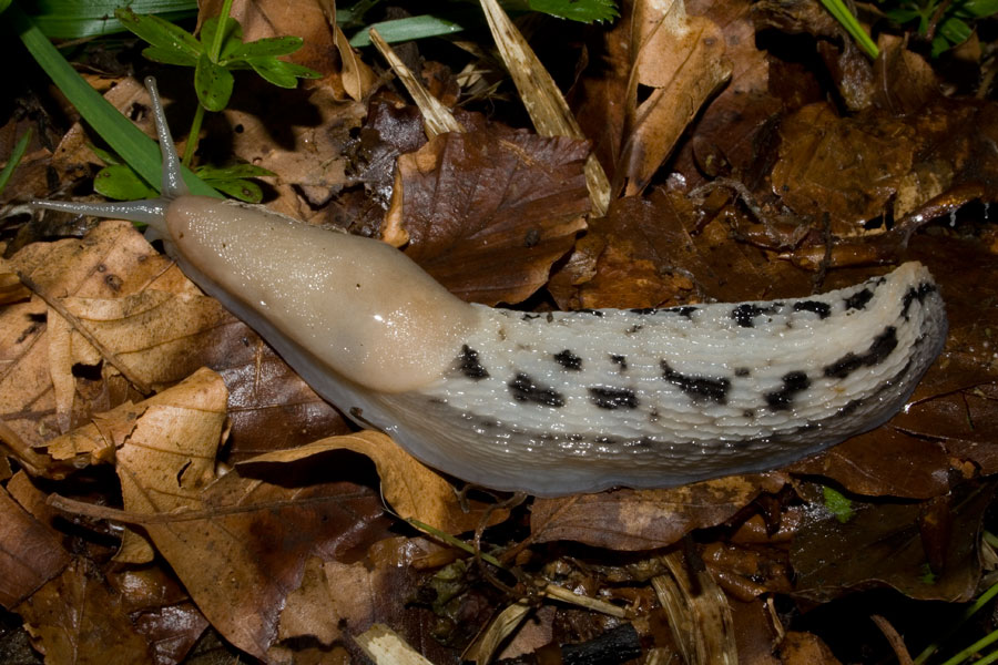 Limax aldrovandi Moquin-Tandon 1855 del Monte Catria (PU)
