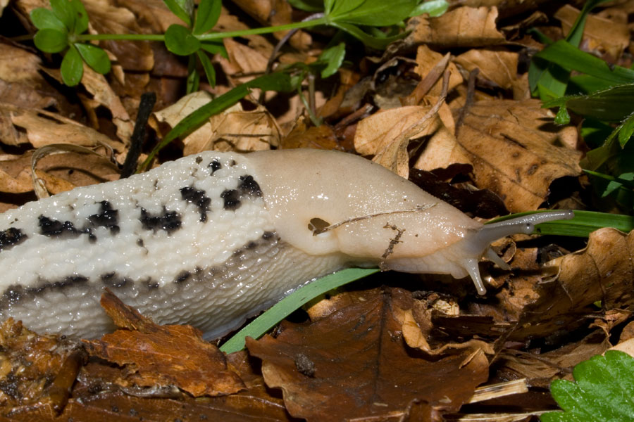 Limax aldrovandi Moquin-Tandon 1855 del Monte Catria (PU)