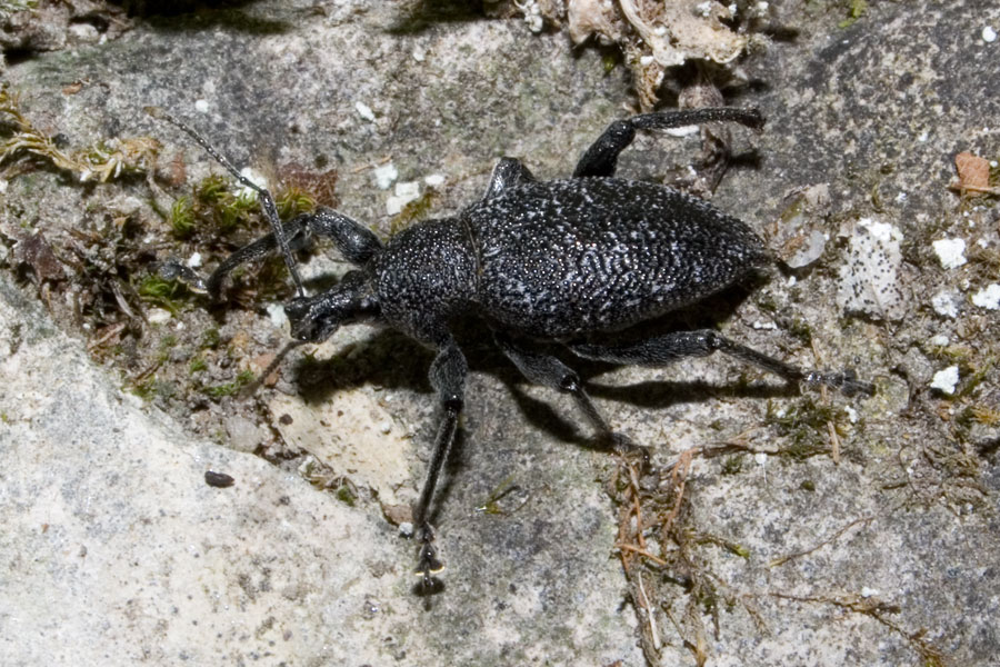 Otiorhynchus sp.