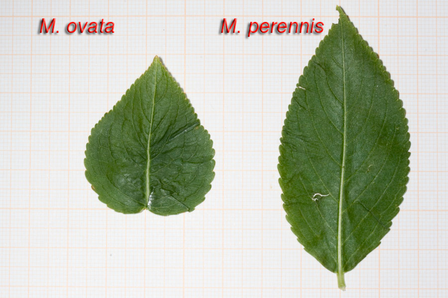 Mercurialis ovata / Mercorella ovale
