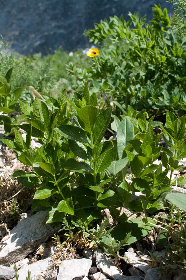 Mercurialis ovata / Mercorella ovale