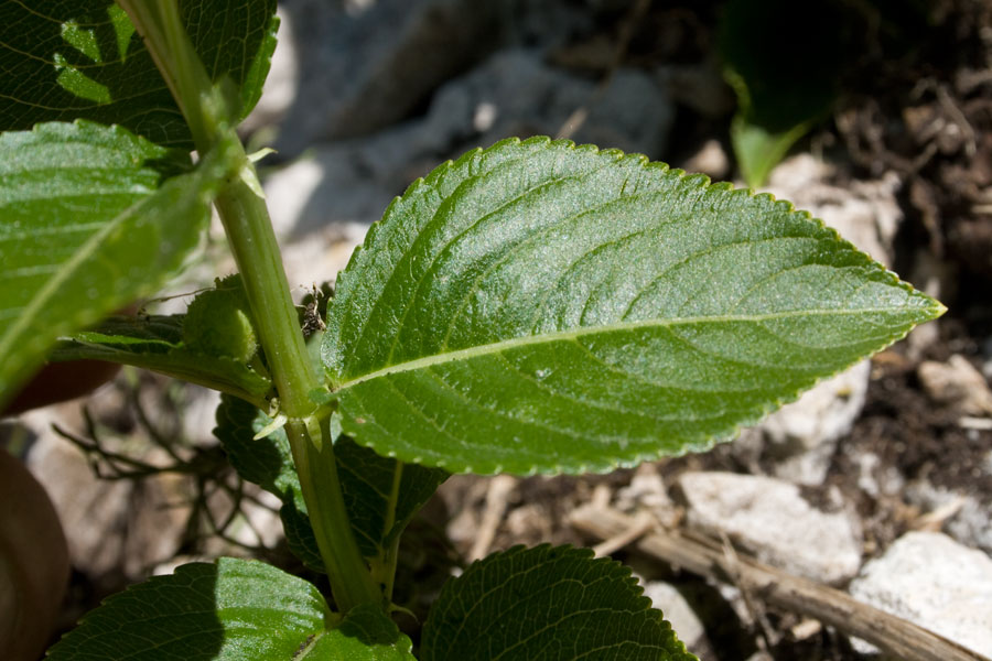 Mercurialis ovata / Mercorella ovale