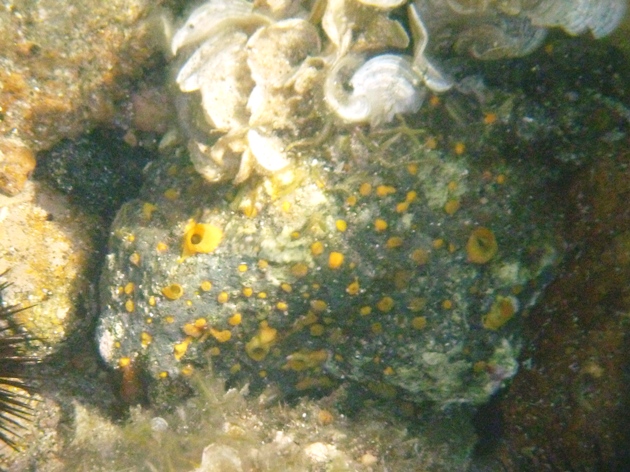 Ascidia virginea