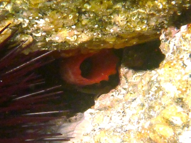 Ascidia virginea