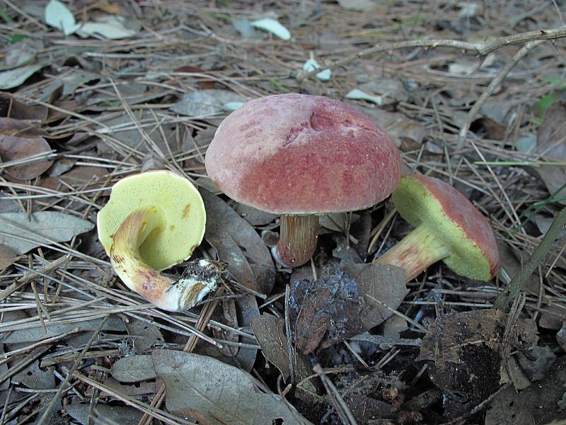Xerocomus sp.