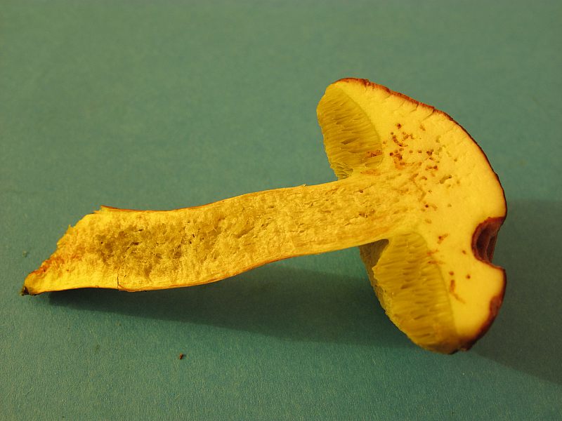 Xerocomus sp.