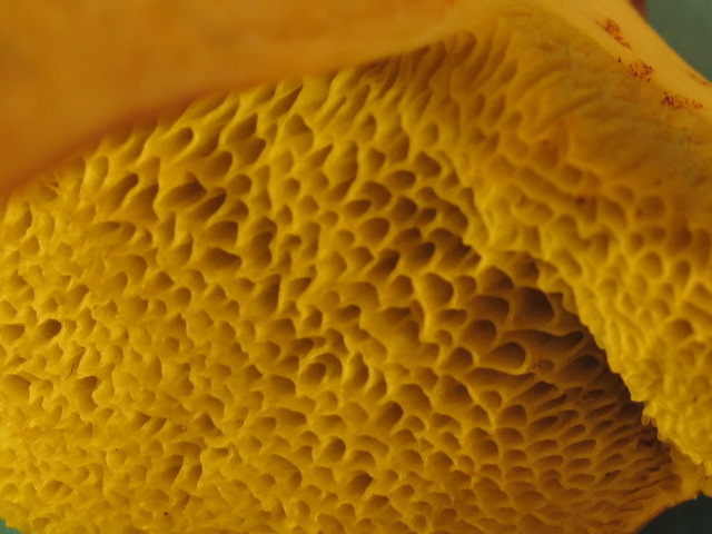 Xerocomus sp.