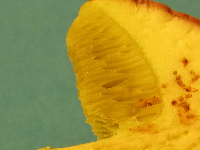 Xerocomus sp.