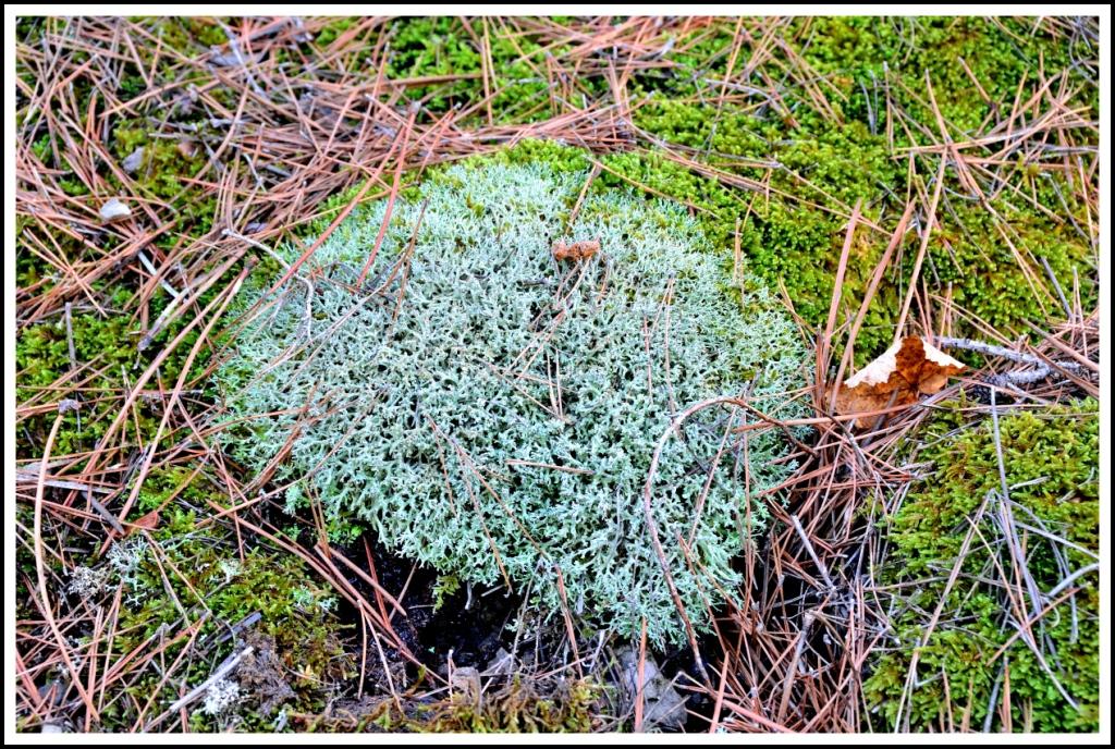 Licheni della valle Roya da identificare