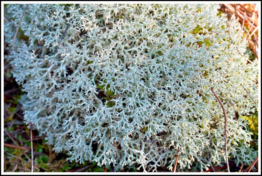 Licheni della valle Roya da identificare