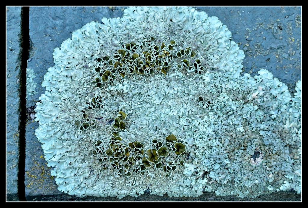 Licheni della valle Roya da identificare