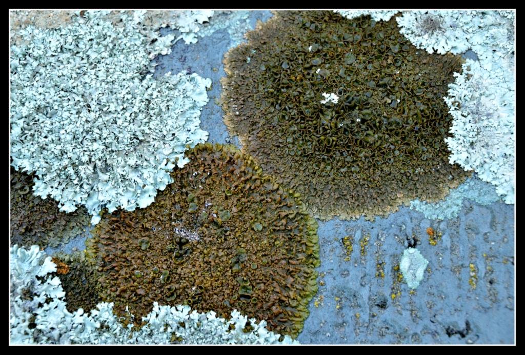Licheni della valle Roya da identificare