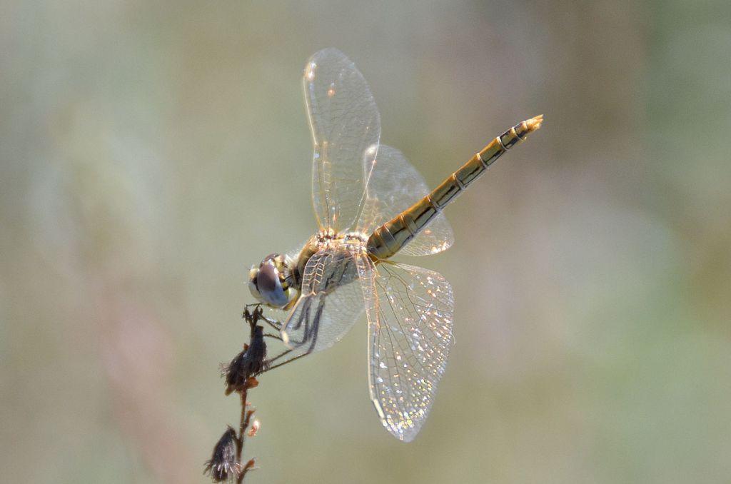 Identificazione libellula: un Gomphus? no, S. fonscolombii