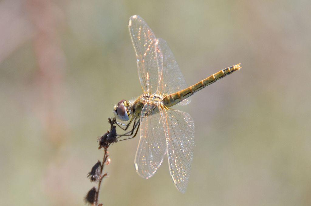 Identificazione libellula: un Gomphus? no, S. fonscolombii