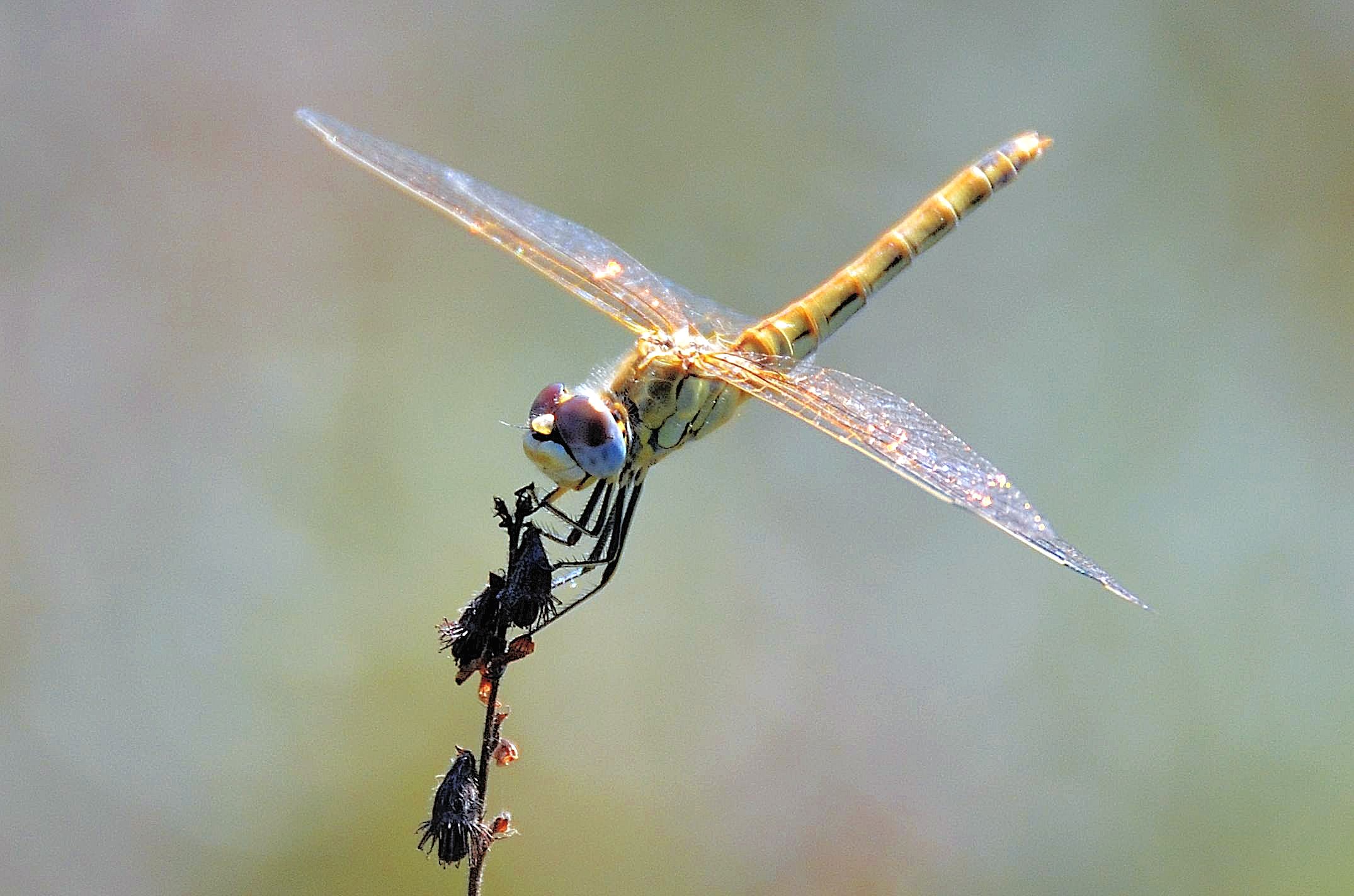 Identificazione libellula: un Gomphus? no, S. fonscolombii