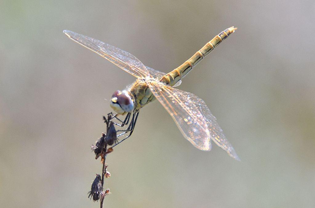 Identificazione libellula: un Gomphus? no, S. fonscolombii