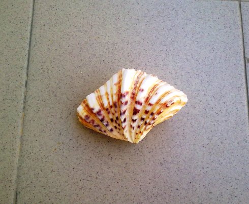 Bivalve da determinare