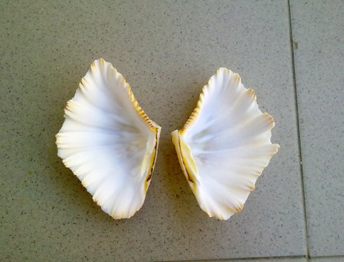 Bivalve da determinare