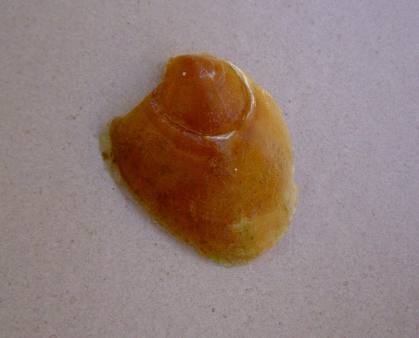 Conchiglia di Aplysia depilans?