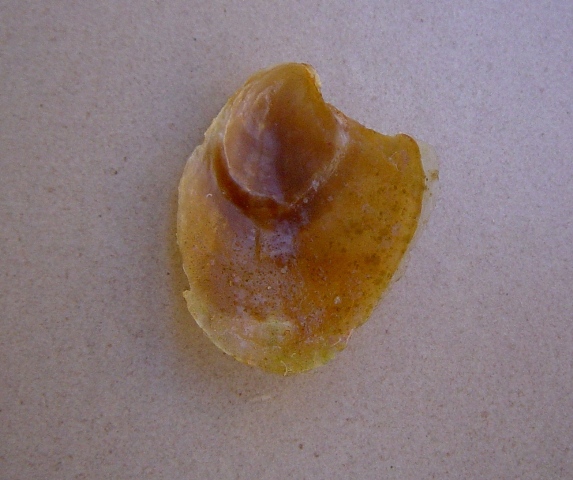 Conchiglia di Aplysia depilans?