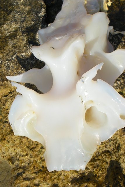 Identificazione scheletro di pesce spiaggiato.
