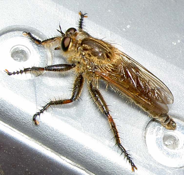 Insettone un po'' inquitetante in spiaggia (Asilidae)